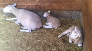 マザー牧場　羊　子供　母乳　おっぱい　産まれたて　赤ちゃん　