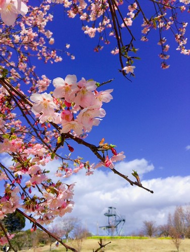桜　サクラ　SAKURA　花　フラワー　春　