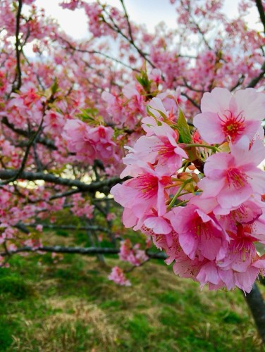 桜　サクラ　SAKURA　花　フラワー　春　